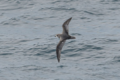 Pterodroma inexpectata