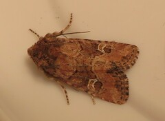 Lacinipolia stricta