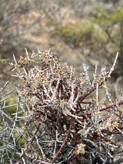 Phoradendron