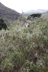 Buddleja salviifolia