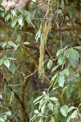 Usnea subgracilis