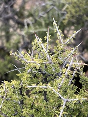 Condalia warnockii