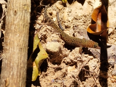 Sphaerodactylus rosaurae