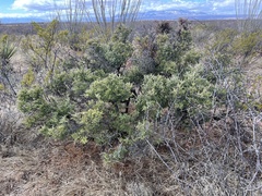 Condalia warnockii