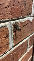 Phryganidia californica