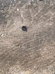 Littorininae