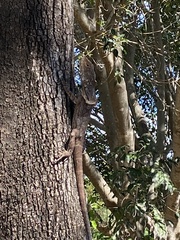 Chlamydosaurus kingii