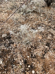 Dasyochloa pulchella