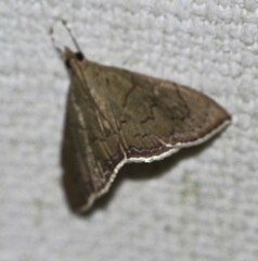 Hyalobathra crenulata