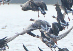 Anser brachyrhynchus