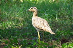 Burhinus bistriatus