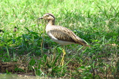 Burhinus bistriatus