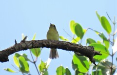Vireo pallens