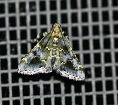 Arescoptera haplocala