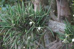 Brassavola nodosa