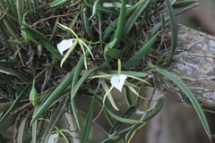 Brassavola nodosa