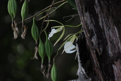 Brassavola nodosa