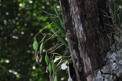 Brassavola nodosa