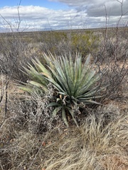 Agave palmeri