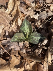Trillium cuneatum
