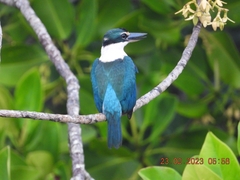 Todiramphus chloris davisoni