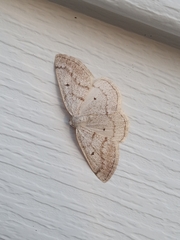 Lomographa glomeraria