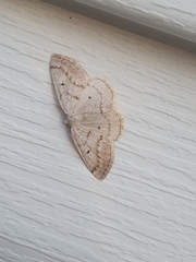 Lomographa glomeraria