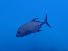 Caranx lugubris