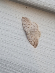 Lomographa glomeraria