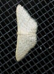Idaea philocosma