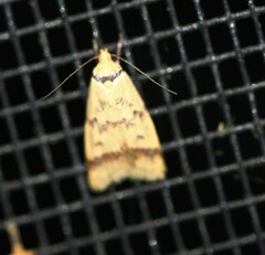 Heteroteucha anthodora