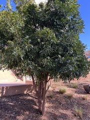 Dermatophyllum secundiflorum