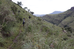 Buddleja salviifolia