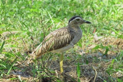 Burhinus bistriatus