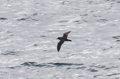 Ardenna tenuirostris