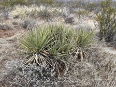 Yucca baccata