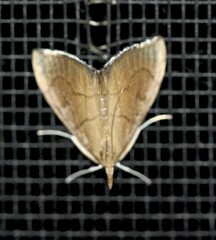 Lamprophaia albifimbrialis