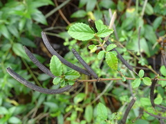 Corchorus siliquosus