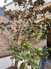 Magnolia grandiflora