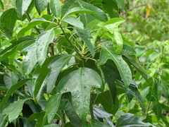 Dendropanax arboreus