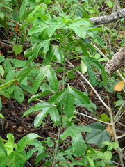 Dendropanax arboreus