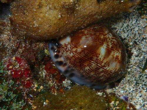 Cypraea observed 2022-11-17