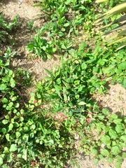 Mesembryanthemum cordifolium