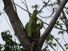 Aechmea bracteata
