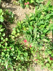Mesembryanthemum cordifolium