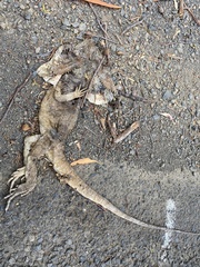 Chlamydosaurus kingii