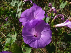 Ipomoea crinicalyx