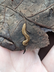 Bipalium adventitium