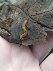 Bipalium adventitium