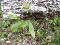 Epidendrum stamfordianum